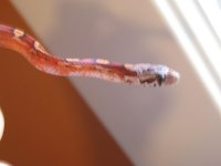IMG_0388_1.JPG