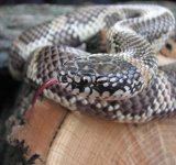 Phim 11-01-08 a-.jpg