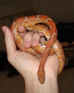 New snake 2.jpg