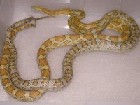 Caramel het Amber Stripe X Amber POSS het Stripe (AF14).jpg