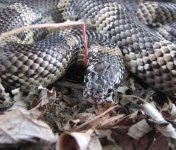 Phim 11-01-08 b-.jpg