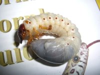 Grub 003.jpg