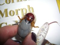 Grub 002.jpg
