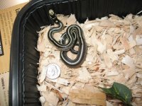 Snake 134.jpg