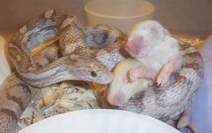 Dottie082807-1.jpg
