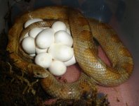 NAFSIKA'S EGGS4.JPG