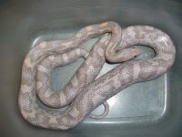 Lila Fed_800.jpg