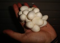 EGG IN HAND1.JPG