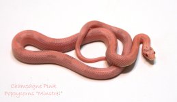 Jan08_1116 Minstrel on white Champagne male hatchling.jpg