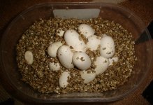 EGGS IN VERMICULITE.JPG