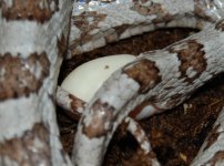 Luna Last egg2.JPG