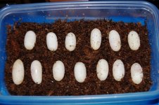 Luna Clutch 2 eggs.JPG