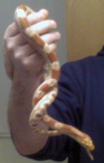 snake 6_edited.JPG
