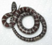 New Snake 2.jpg