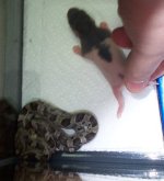 snake+ratfuzzy.jpg