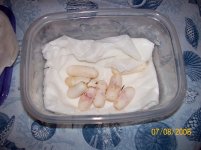 snake eggs II.jpg