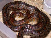 My Cornsnakes 002.jpg
