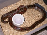 My Cornsnakes 003.jpg