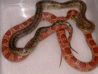 Wild Caught X Hypo Okeetee het Amel (AJ10).jpg