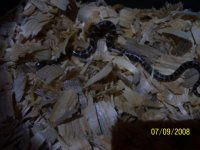 snake 1.jpg