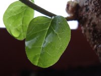 FreshBonsai.jpg