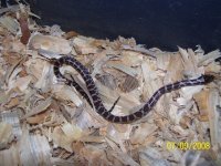 snake 2.jpg
