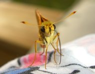 Butterfly 001cr800.jpg