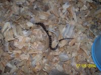 snake 3.jpg