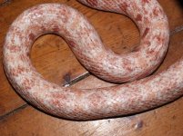 Panterophis+guttatus+guttatus_62020.jpg