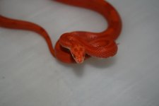 firestripehona...(förminskad).jpg