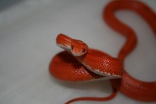 firestripehona....(förminskad).jpg