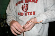 Draco in my hands.JPG