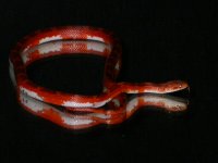 DSCN9365.JPG