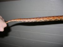 rachael tail 1.jpg