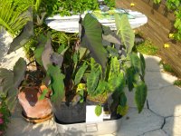 Pond Day _02 005.jpg