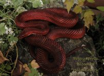 Wild Cherry Oct08_0537b.jpg