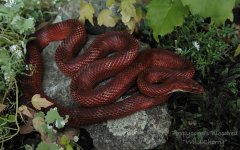 Wild Cherry Oct08_0612c.jpg