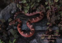 Wild Cherry baby M oct08-0530.jpg