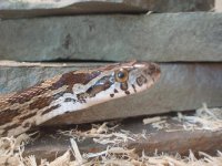 boudreaux closeup.JPG