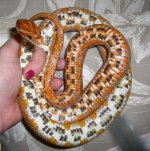 Checkerbelly 003cr800.jpg