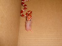 FyreFirstFeed092508a.JPG