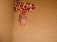 FyreFirstFeed092508b.JPG