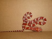 FyreFirstFeed092508d.JPG