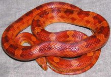 2844Red.JPG