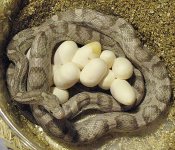 DottiesFirstClutch071507-1.jpg