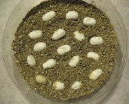 DottiesFirstClutch071507-2.jpg