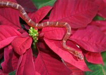 poinsettia-and-blood-2-web.jpg