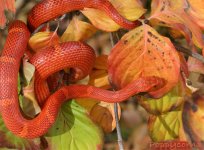 Fall06h-149ed1wp-wild-cherr.jpg