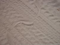 snake crossing II.jpg