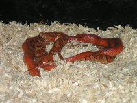 breeding0001.jpg